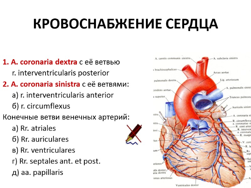 КРОВОСНАБЖЕНИЕ СЕРДЦА 1. A. coronaria dextra с её ветвью   r. interventricularis posterior